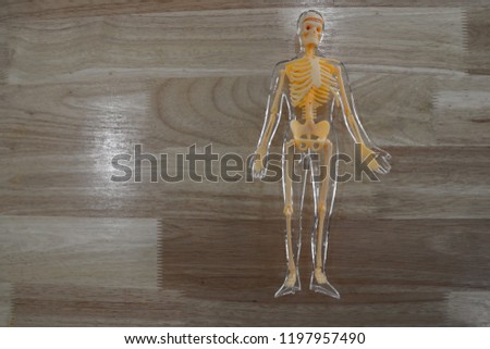 human skeleton on wooden floor background, top