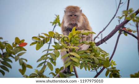 Rhesus Macaque monkey