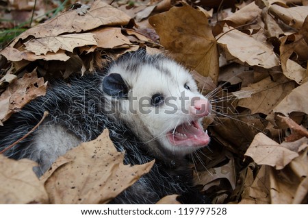 A large Virginia opossum bedded down in leaves and showing its teeth
