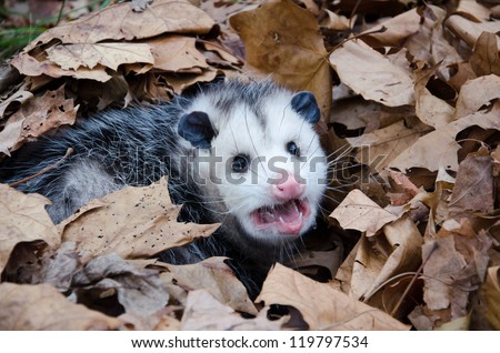 A large Virginia opossum bedded down in leaves and showing its teeth