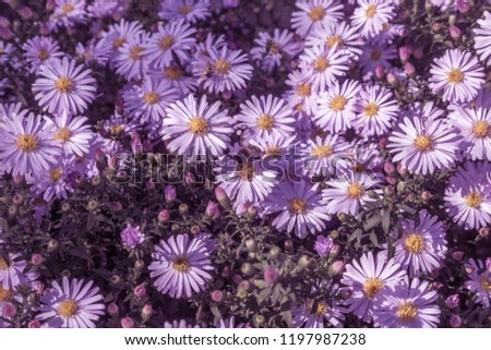 Alpine Aster (Aster alpinus) . Decorative garden plant with purple flowers. Beautiful perennial plant for rock garden. Field of pink flowers of rose Alpine Rock Aster. Autumn flowers Royalty-Free Stock Photo #1197987238