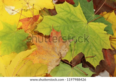 colors of autumn leaves