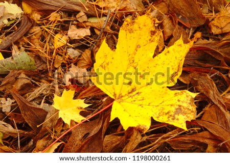 Two maple leaves laying on the ground in autumn.