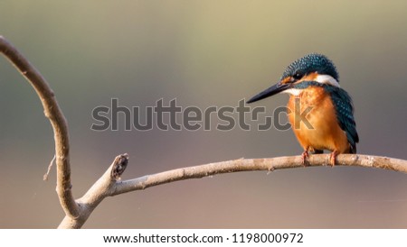 common kingfisher bird