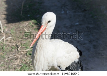 Graceful in white plumage white beautiful crane close-up.