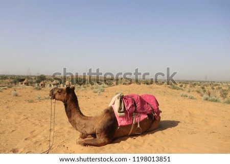 These pictures are clicked in the middle  of Thar desert of India near Bikaner.