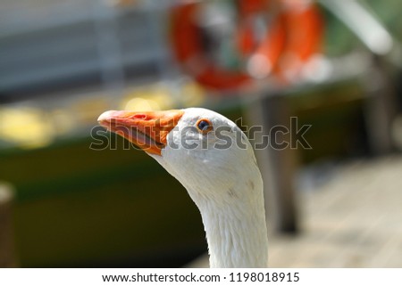 a cute and funny goose by the river