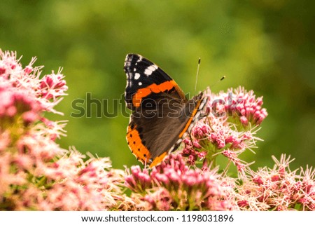 Butterfly drinks nectar from a beautiful flower in a green field,  Vanessa atalanta