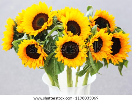heliantus or sunflower 