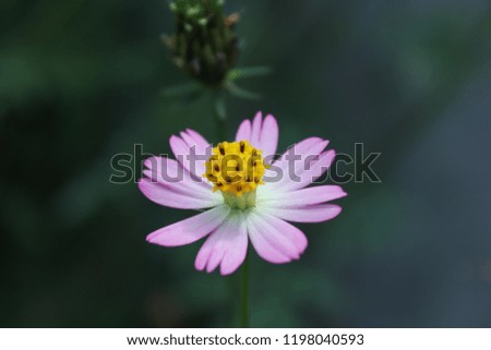 pinky lovely flower