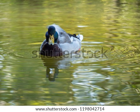 A mallard drake swimming in a park pond on a warm autumn day. 