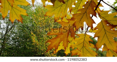 nice leaves in autumn