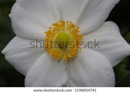 Single Beautiful White Flower Blossom With Abundant Feathery Yellow Stamens and Soft Dark Green Background