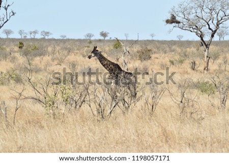 safari day in Kruger Park