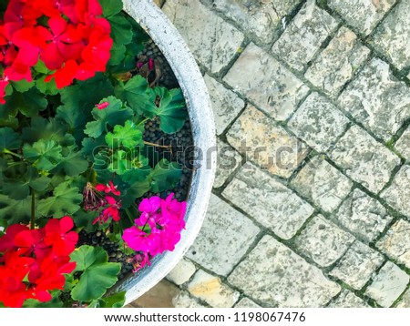 Pot with flowers on stone pavement. Studio Photo