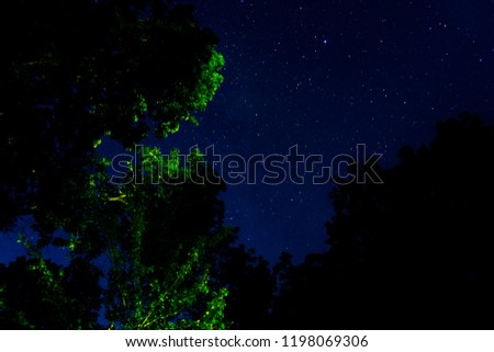 Blue Night sky with Stars and constellation over Silhouette of trees.  Photo of long exposure. Night landscape.  