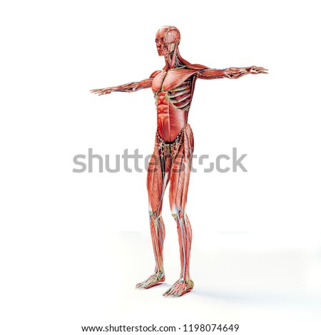 3d man render,  anatomy showing skeleton and muscular system