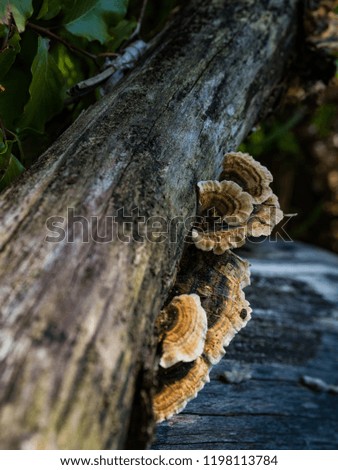 Autumnal mushrooms growing on a dead tree in the forest. Close up picture