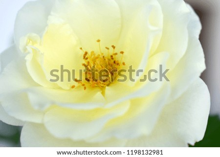 Beautiful White Rose 
