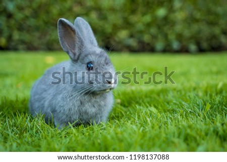 cute grey bunny sitting on the green grass with a piece of grass in its mouth Royalty-Free Stock Photo #1198137088