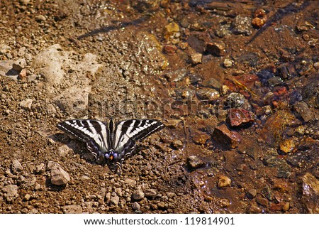 Beautiful Butterfly Resting Beside Stream