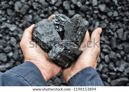 Coal in the hands of worker miner. Picture can be use to idea about coal mining, energy source or environment protection.