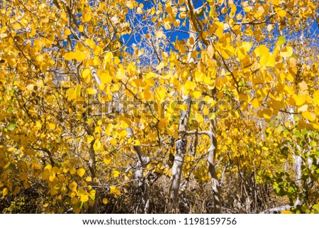 Aspen tree foliage on a sunny fall day; Eastern Sierra mountains, California