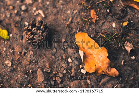 Orange leaf and a pine cone on a dry muddy floor of an autumn day in the UK, England