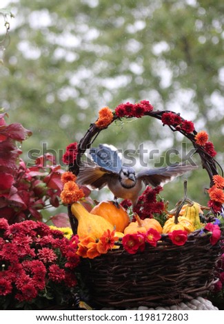 Beautiful fall picture of a blue jay flying into a flower lined basket filled with pumpkins and gourds