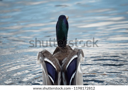 Duck in a wintry pond