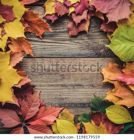 Square frame of autumn bright colored leaves on wooden rustic background with copy space