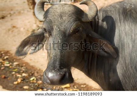 Portrait of a cow from a group of zebu breeds in India, tropical farming