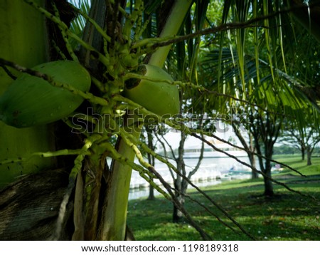fresh coconut on palm tree