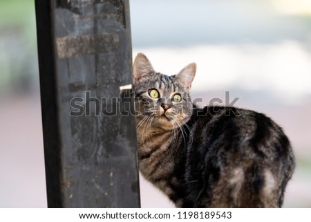 Stray tabby funny fur cat with green round eyes staring looking back on street by sign post pole in Perugia, Umbria, Italy, scared shocked face expression