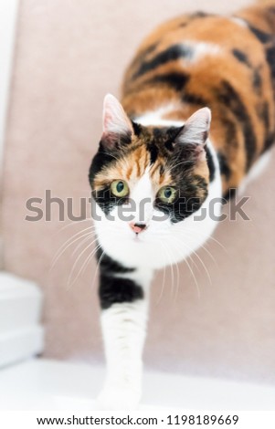 Flat top, high angle view on funny cute expression face female calico cat pushing door asking to open with one paw looking up, sitting on carpet in home inside house, green, big, large eyes