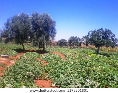 A picture of the countryside in the region of Doukkala ,Morocco