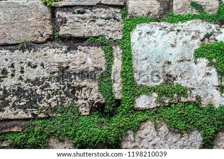 Stone and plant wall background