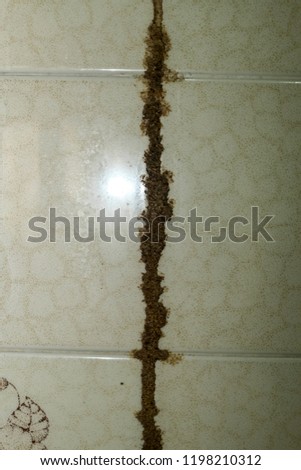 A picture of termite nest in an abandon house.