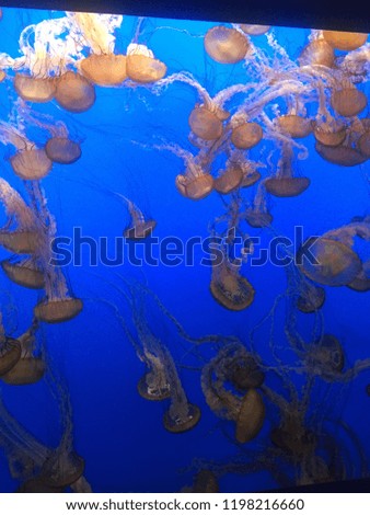 Jelly Fish Gang