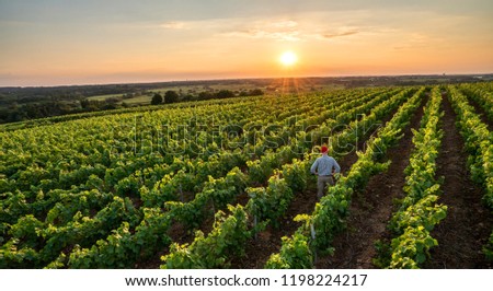 View from above . A french winegrower working in his vineyards at sunset. Royalty-Free Stock Photo #1198224217