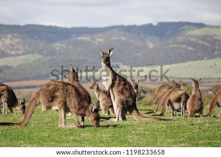 Kangaroo mob closeup with hills background.  Aldinga Scrub Conservation Park, South Australia.