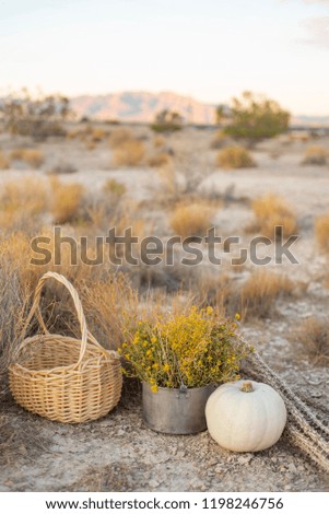 white pumpkin, yellow desert wildflowers, dried cactus, basket in Mojave desert autumn desert plants and earth