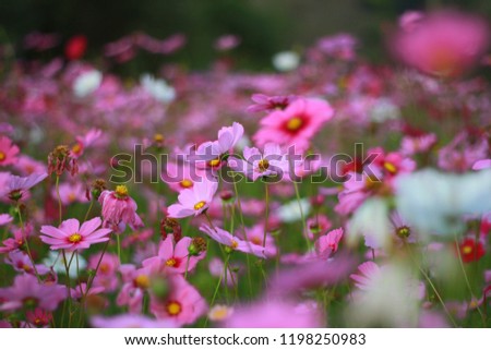 Sweet pink cosmos flowers are blooming in the outdoor garden with blurred natural background, So beautiful.