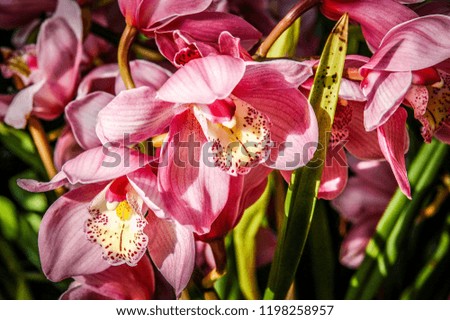 Colourful Cymbidium flower is a genus of 52 evergreen species in the orchid family