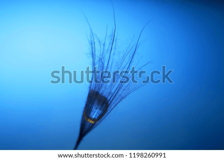the seed of a dandelion with water drop inside on a dark blue background