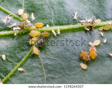 Close up, aphid on a green leaf.