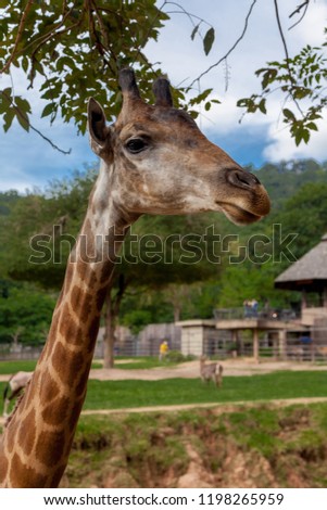 Giraffe portrait in the Safari park.