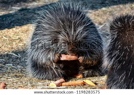 Porcupine eating a carrot
