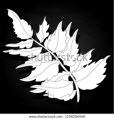 leaf autumn colorful vector illustration set isolated on black background