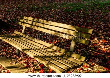 bench in the park in the rays of the setting sun.